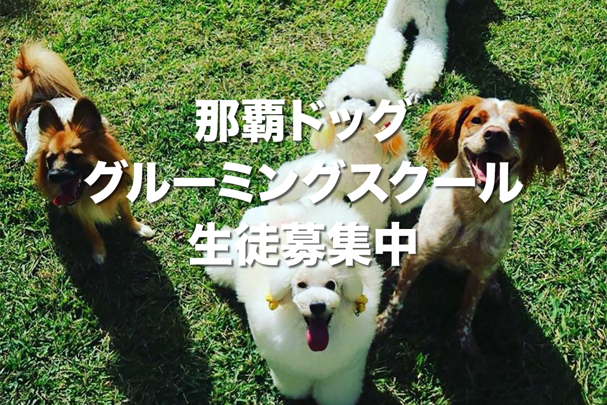 那覇ドッググルーミングスクール生徒募集中