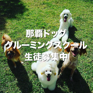 那覇ドッググルーミングスクール生徒募集中