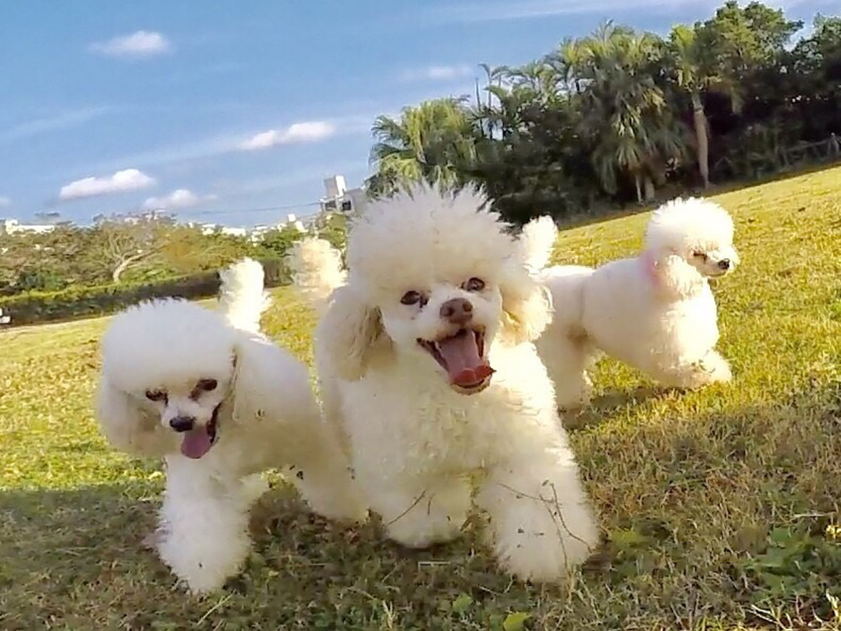 那覇ドッググルーミングスクール