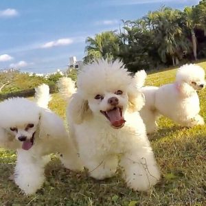 那覇ドッググルーミングスクール