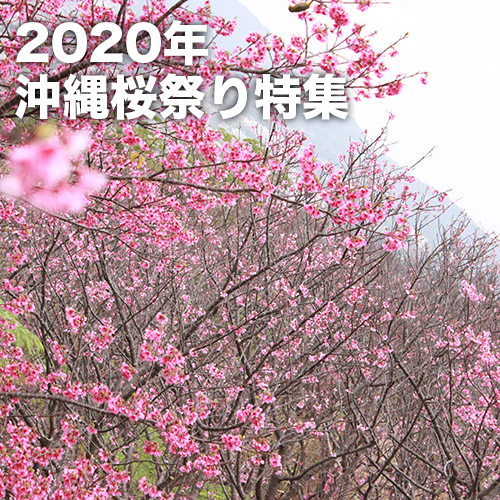 沖縄桜祭り特集（2020年）