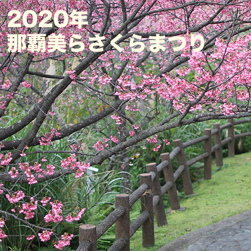 那覇美らさくらまつり（2020年）