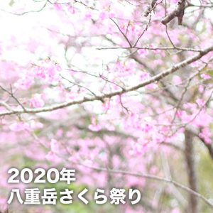 第42回もとぶ八重岳桜まつり