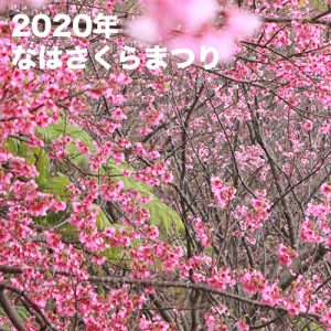 なはさくらまつり