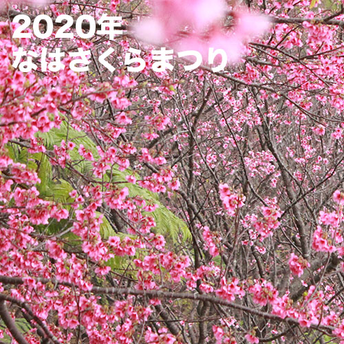 なはさくらまつり（2020年）