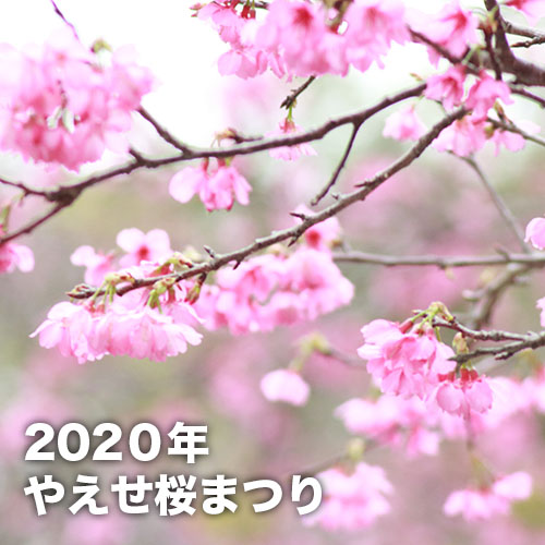やえせ桜まつり(2020年)